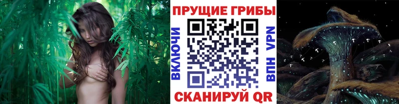 Купить где  Сретенск  Галлюциногенные грибы прущие грибы 